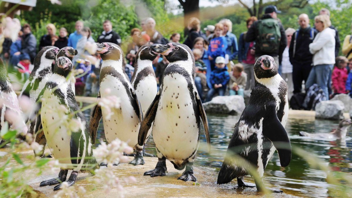 Die Kontaktanlagen der Pinguine, Wellensittiche, Eulen sowie der Bauernhof dürfen wieder öffnen!