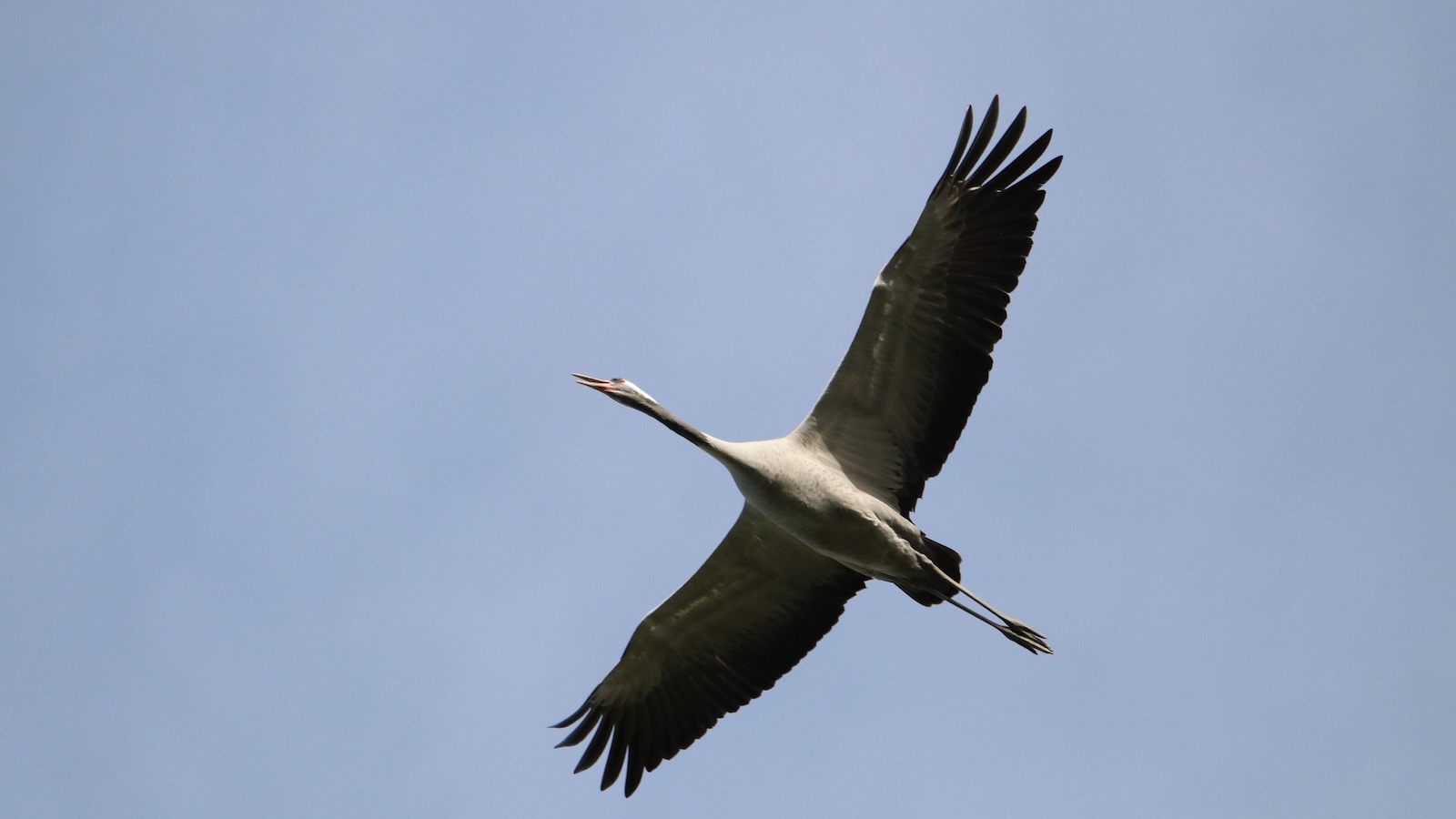 Geflügelpest-Erreger bei totem Kranich nachgewiesen